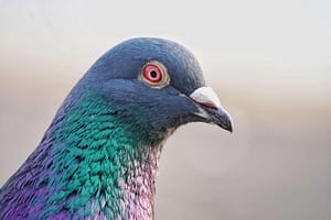 pour moi tu n'es pas un pigeon !