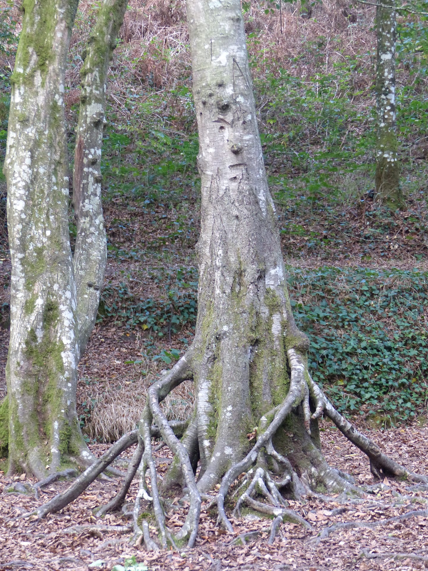 arbre forêt brocéliande