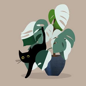 chat noir marchant à côté d'une plante